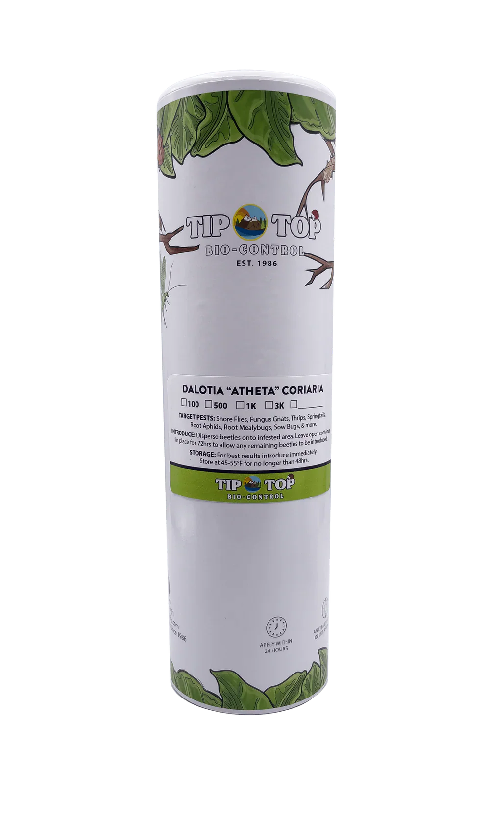 Dalotia coriaria - Rove Beetle