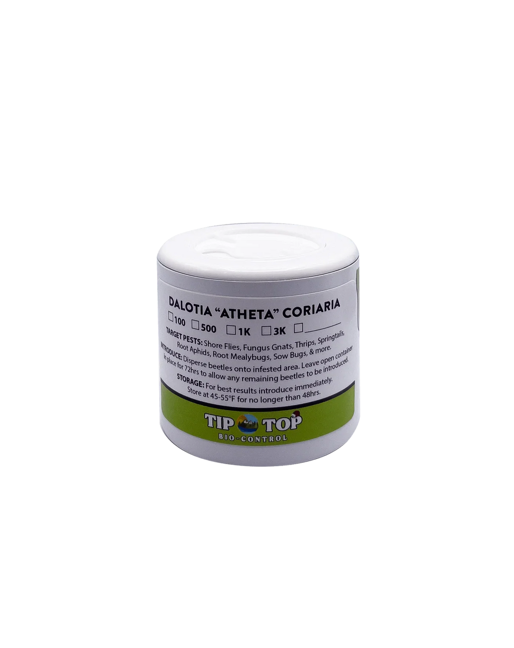 Dalotia coriaria - Rove Beetle