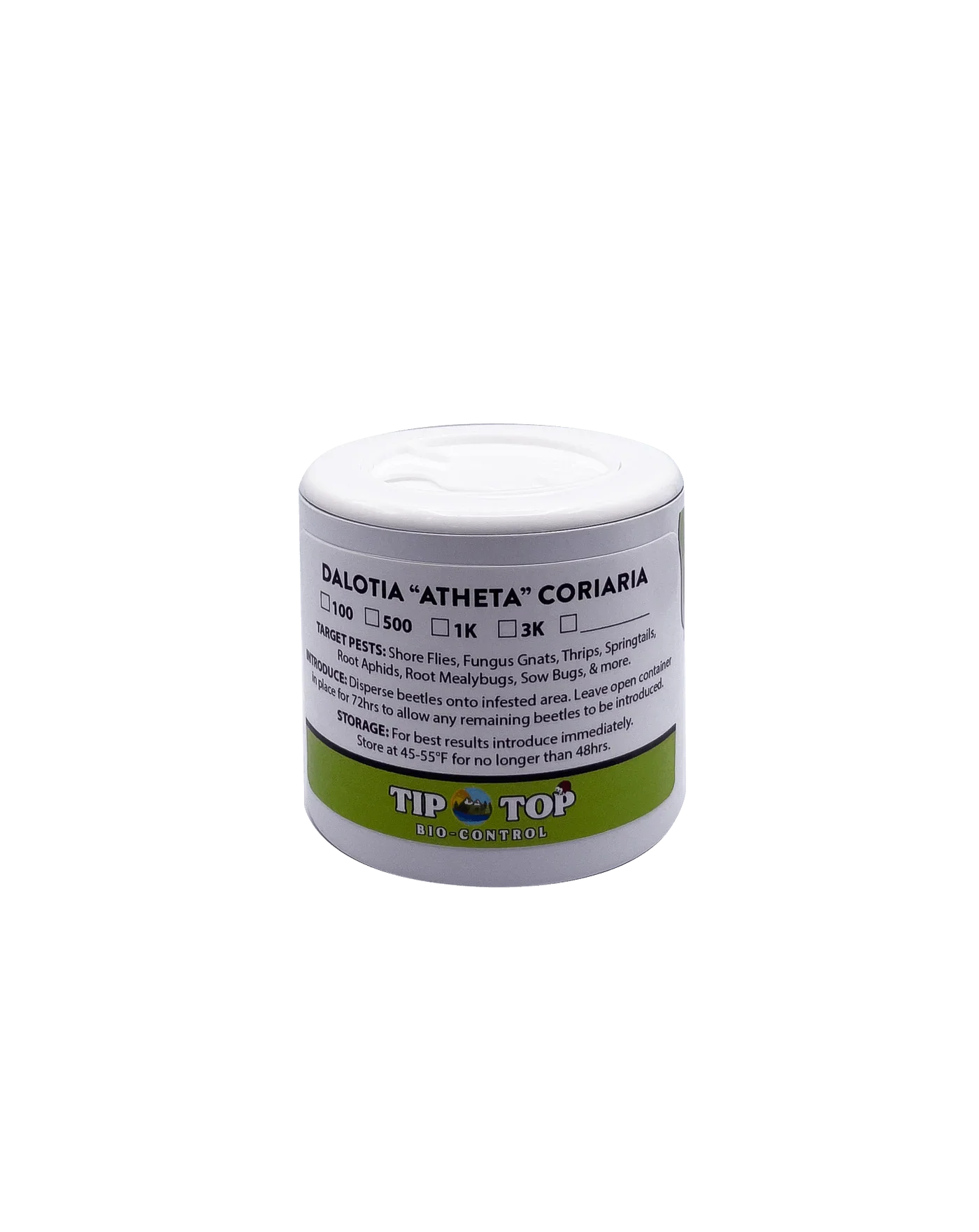 Dalotia coriaria - Rove Beetle