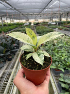Tropical Moonshine Ficus 'Shivereana' Easy Care Indirect Sunlight Indoor Plant