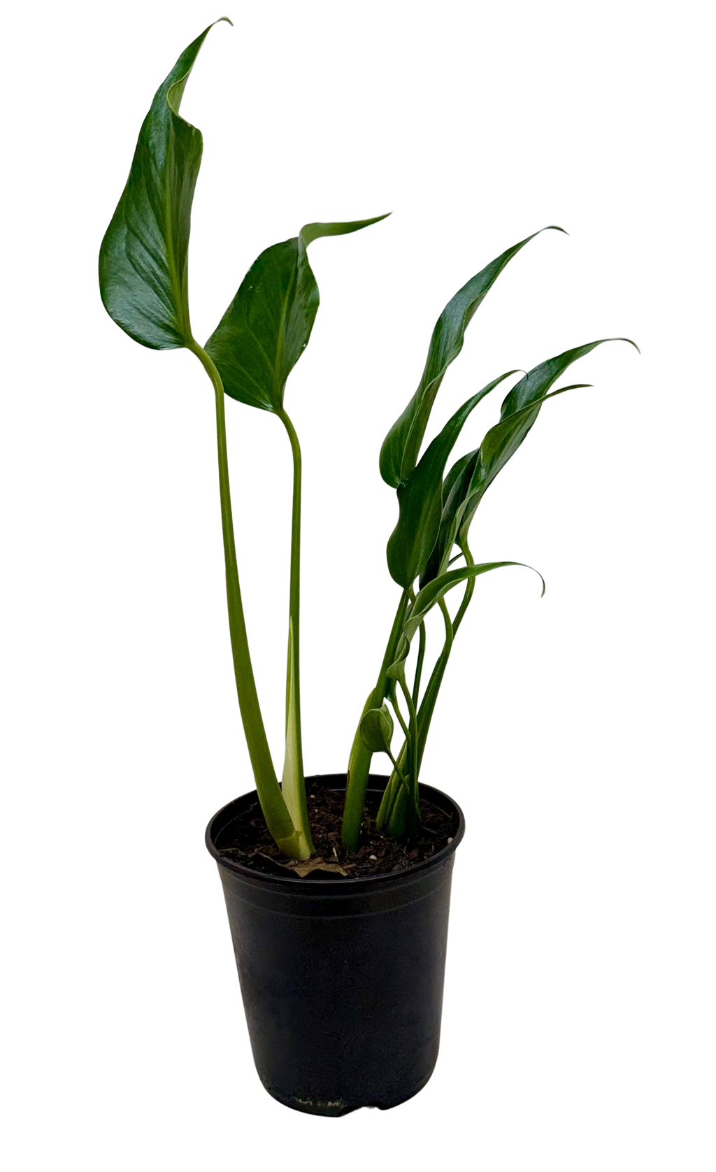 The MARX FLAME Monstera Burle Easy Care Indoor House Plant