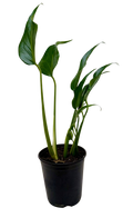 The MARX FLAME Monstera Burle Easy Care Indoor House Plant