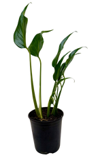 The MARX FLAME Monstera Burle Easy Care Indoor House Plant