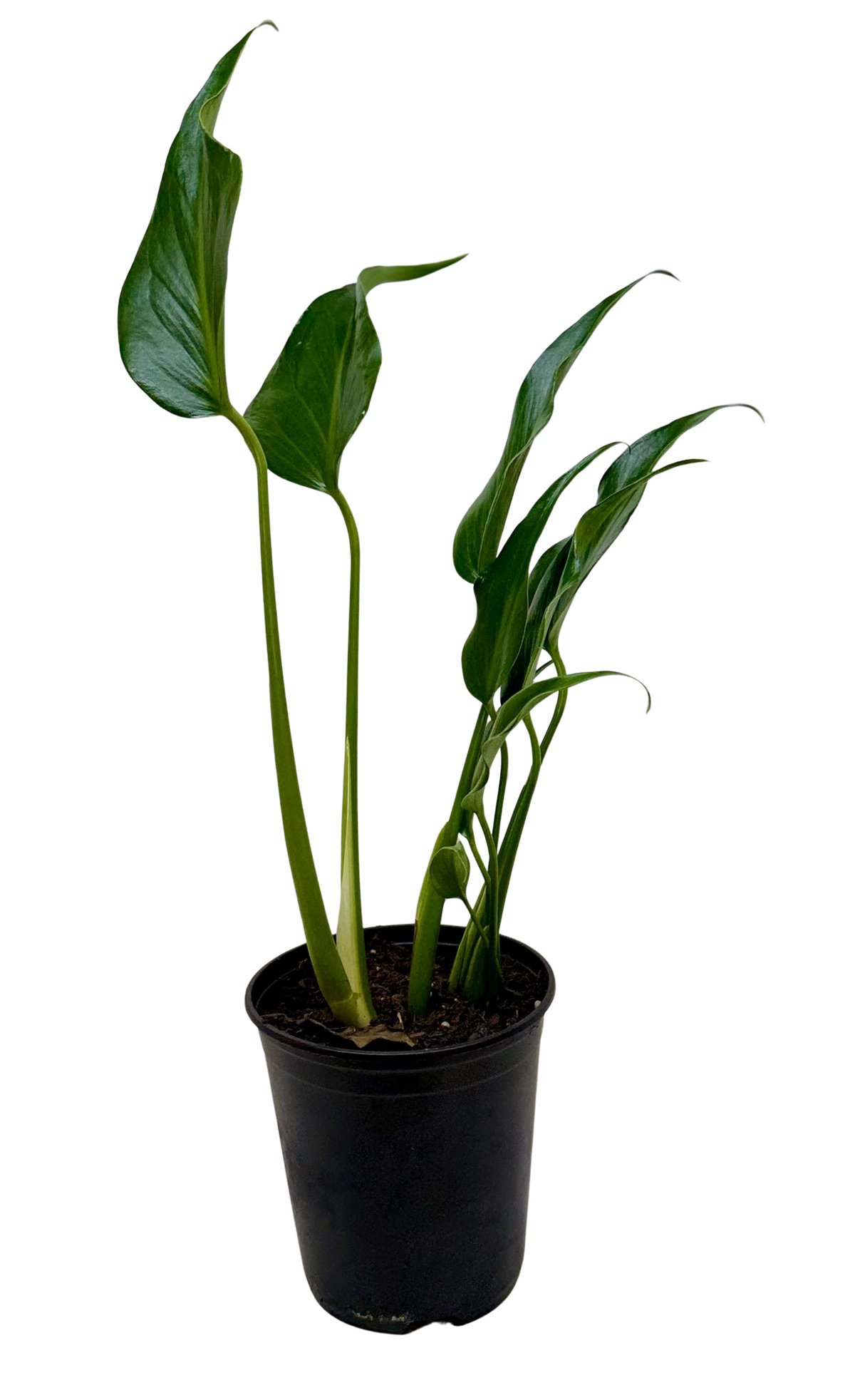 The MARX FLAME Monstera Burle Easy Care Indoor House Plant