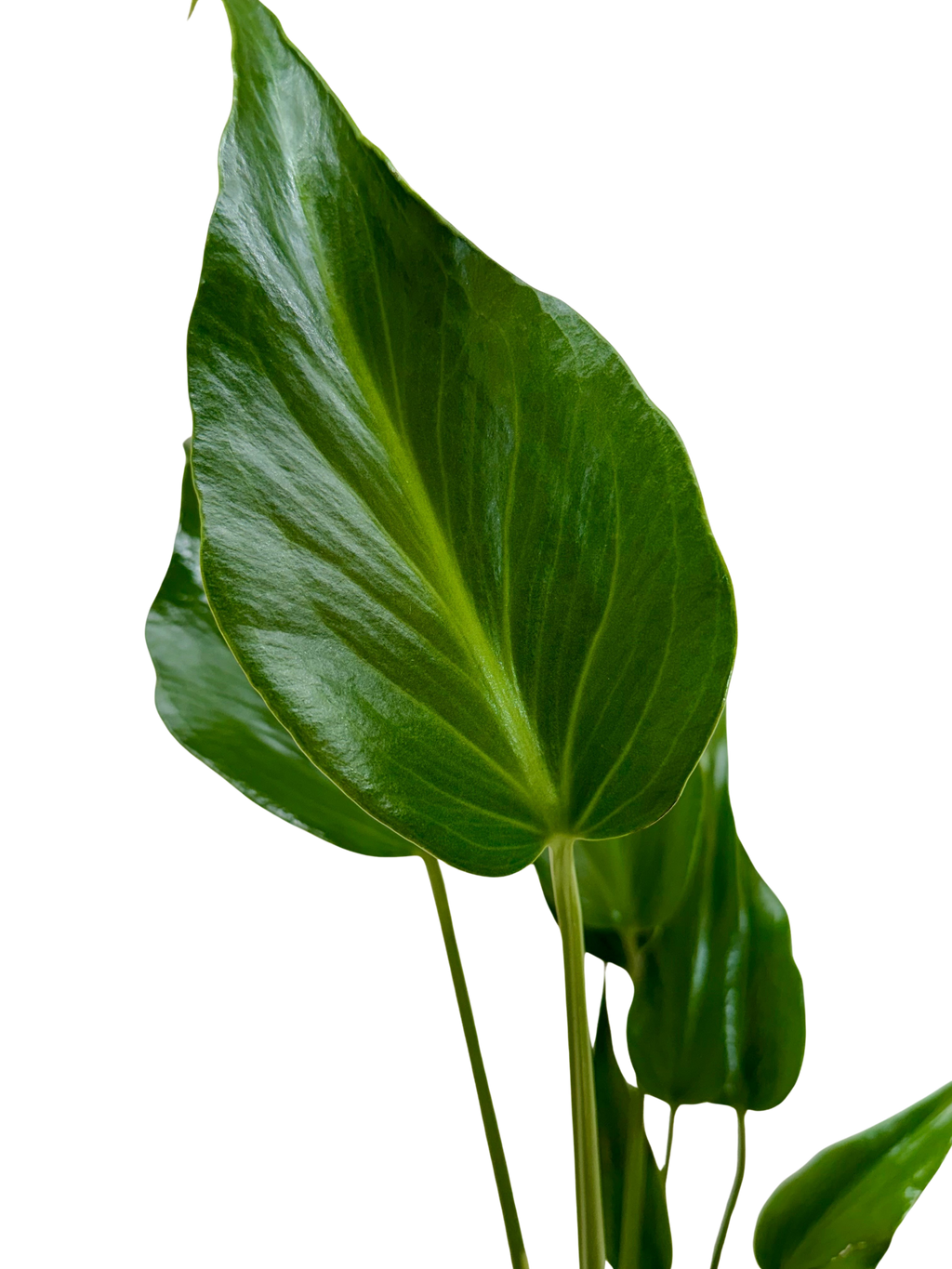 The MARX FLAME Monstera Burle Easy Care Indoor House Plant