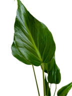 The MARX FLAME Monstera Burle Easy Care Indoor House Plant