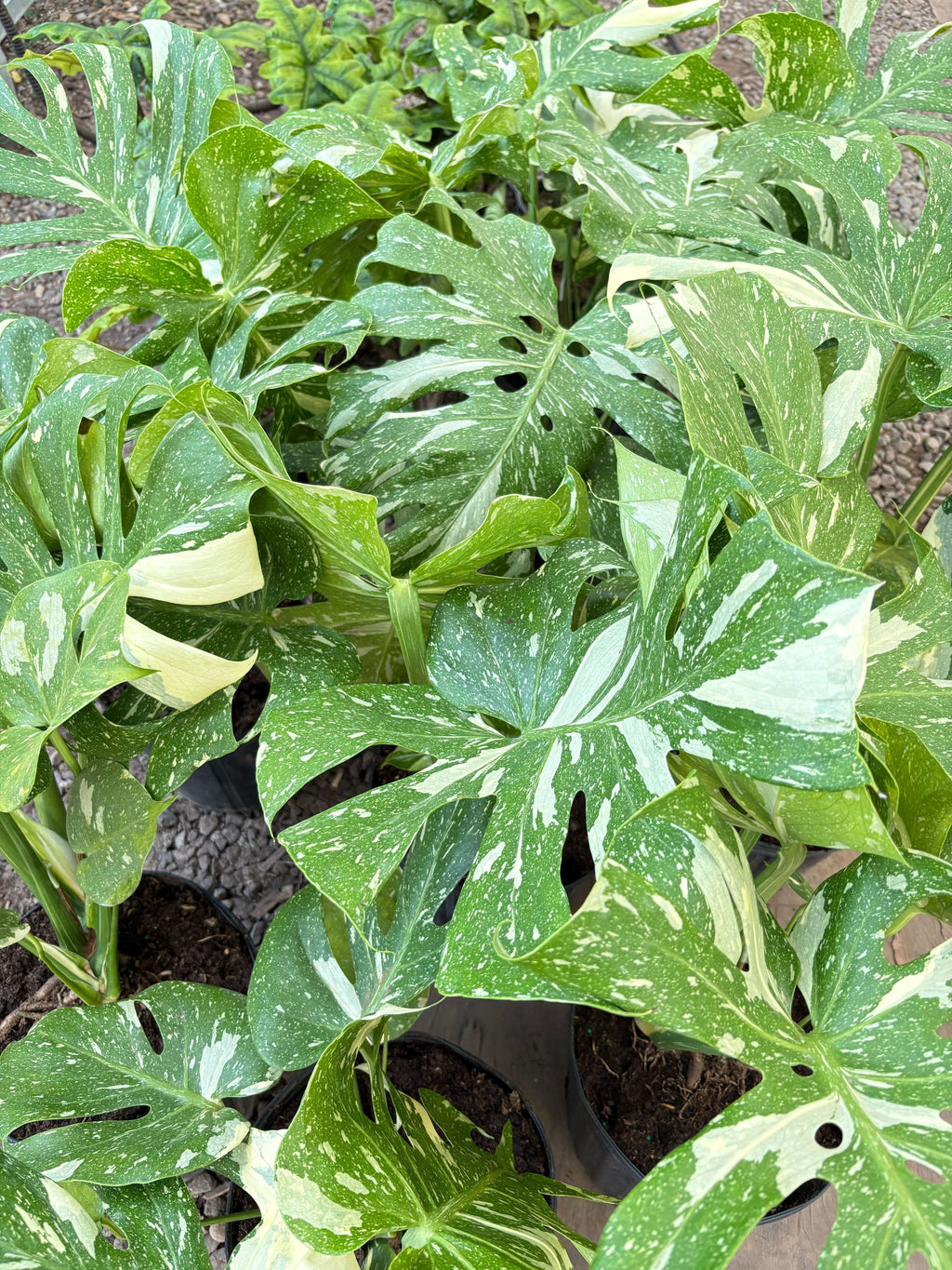 The THAI CONSTELLATION Monstera Easy Care Fast-Growing Plant