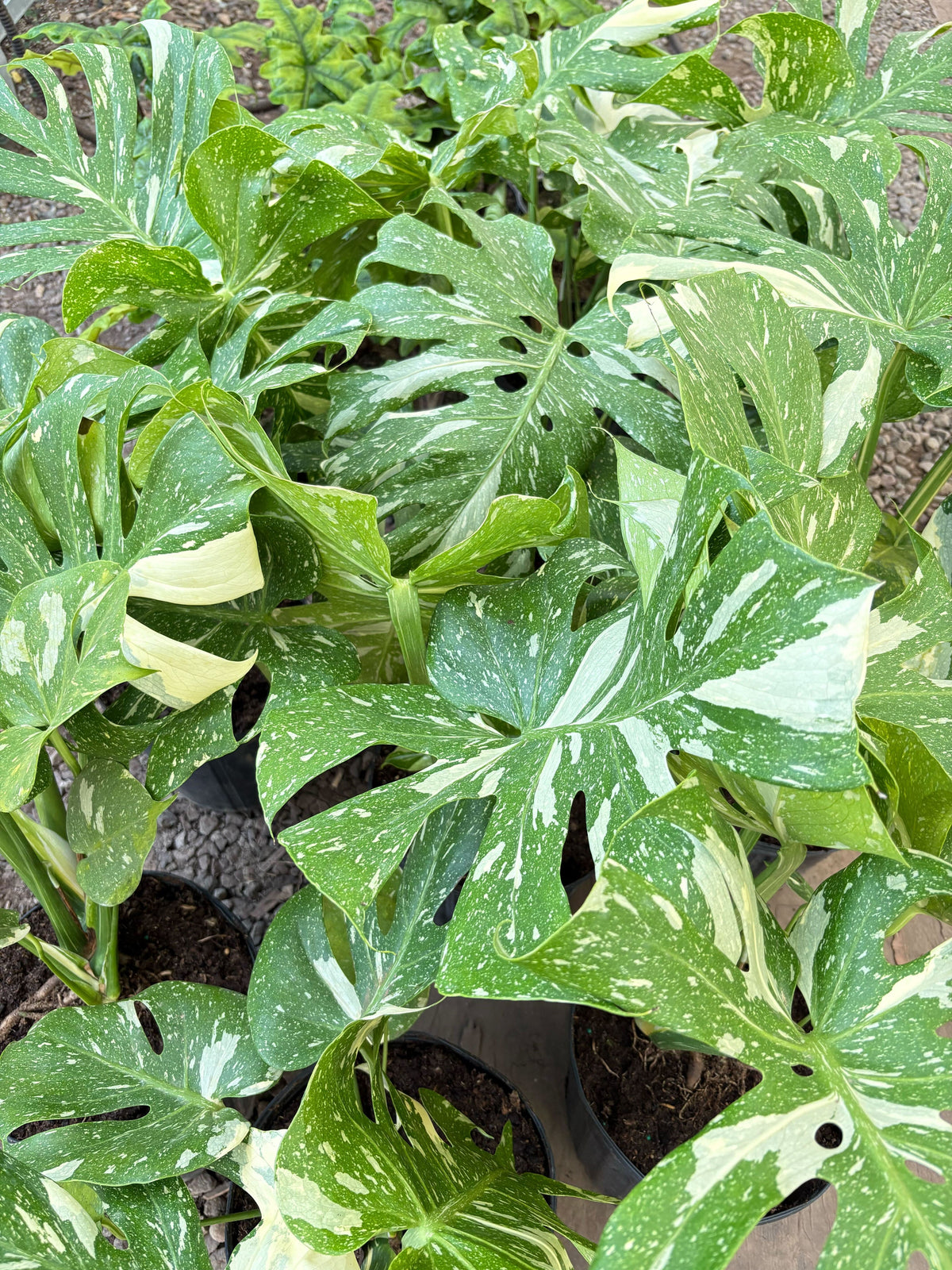 The THAI CONSTELLATION Monstera Easy Care Fast-Growing Plant