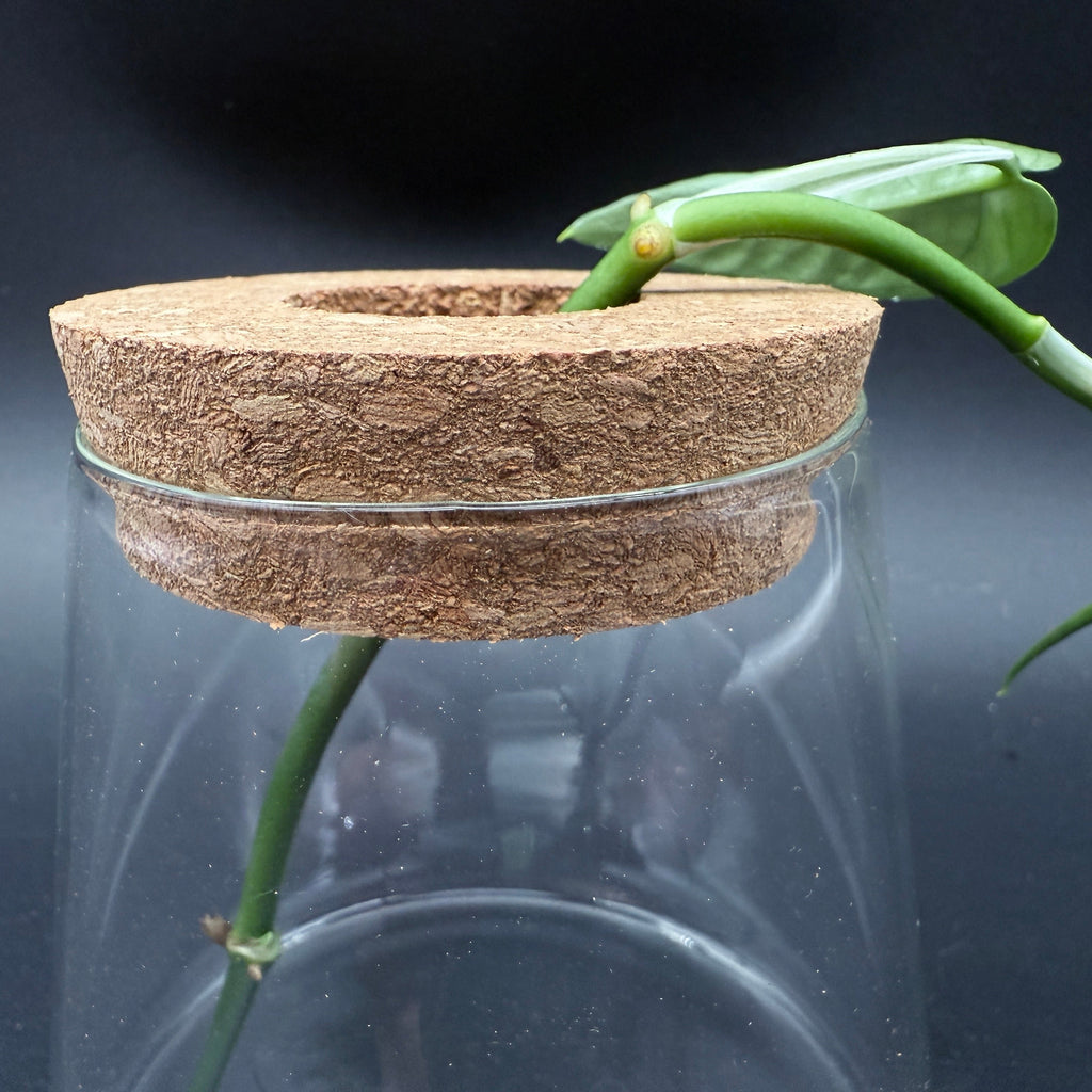 Glass Cultivation Planter with Cork Top