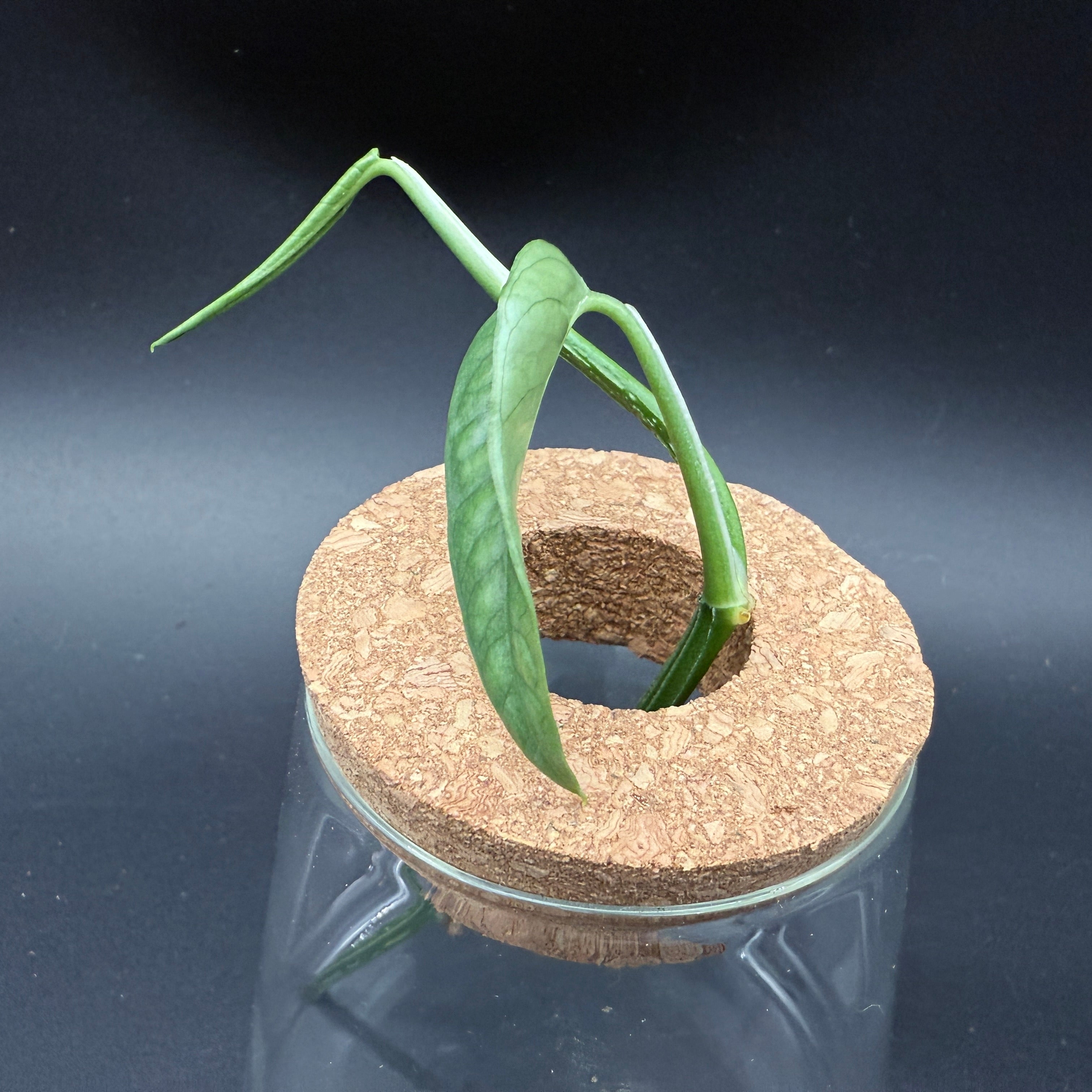 Glass Cultivation Planter with Cork Top