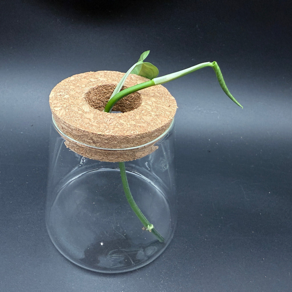 Glass Cultivation Planter with Cork Top
