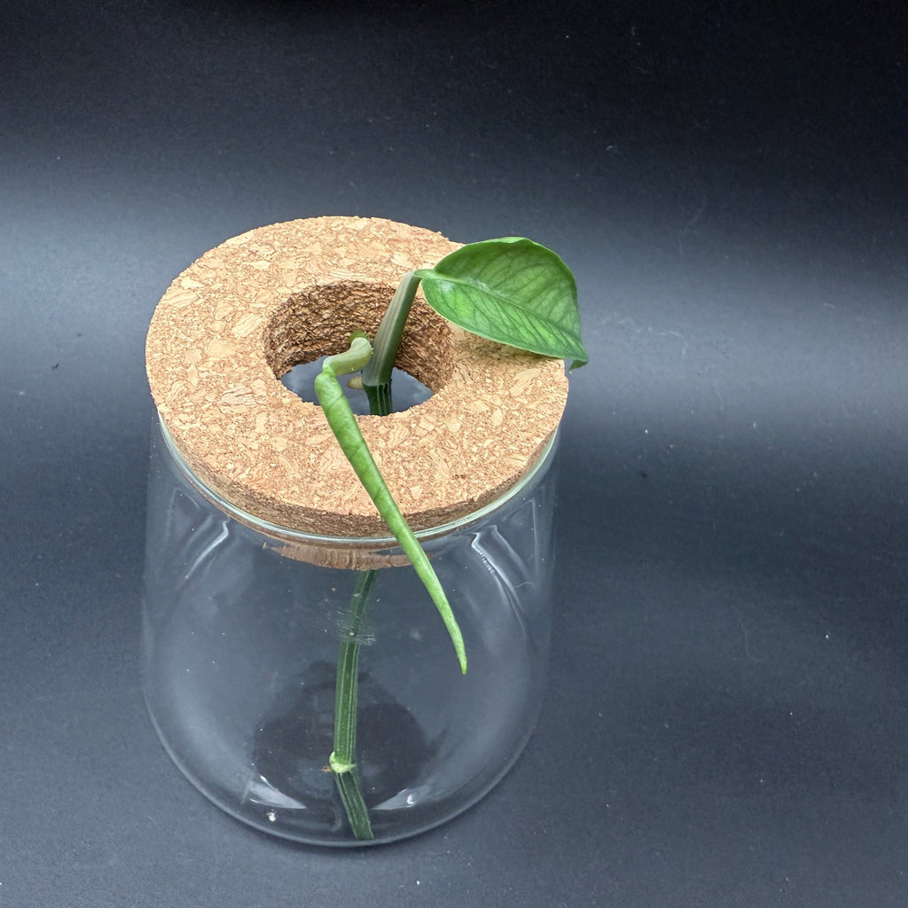 Glass Cultivation Planter with Cork Top