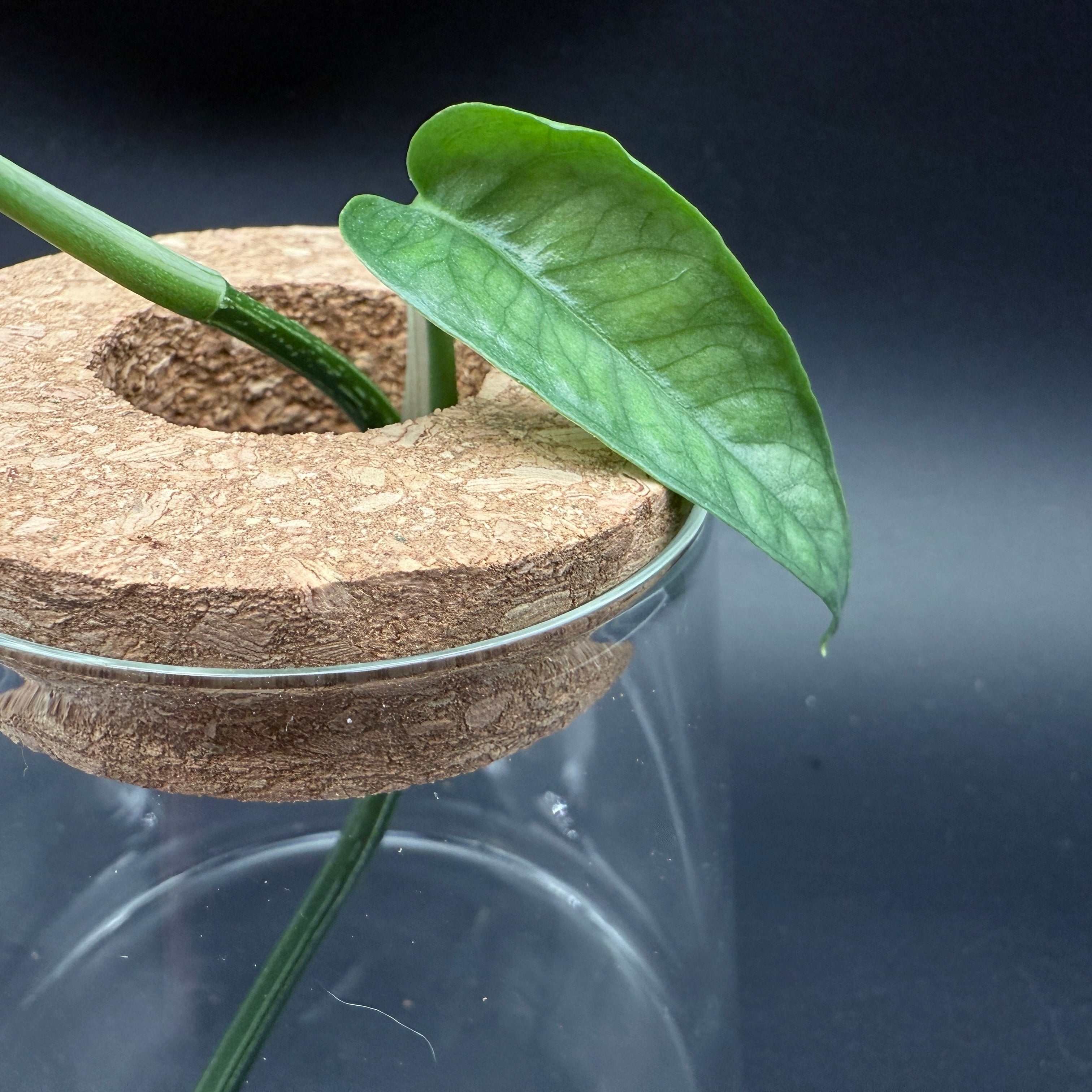 Glass Cultivation Planter with Cork Top