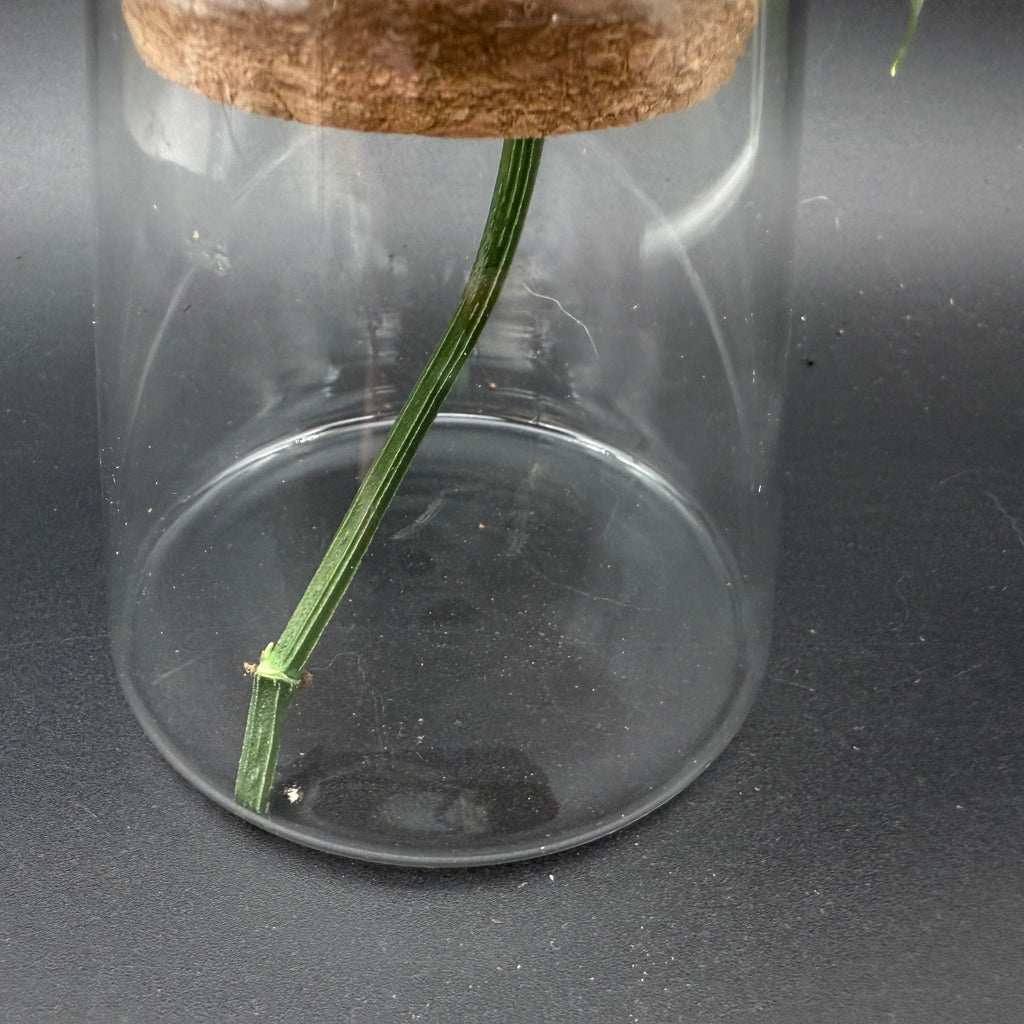 Glass Cultivation Planter with Cork Top