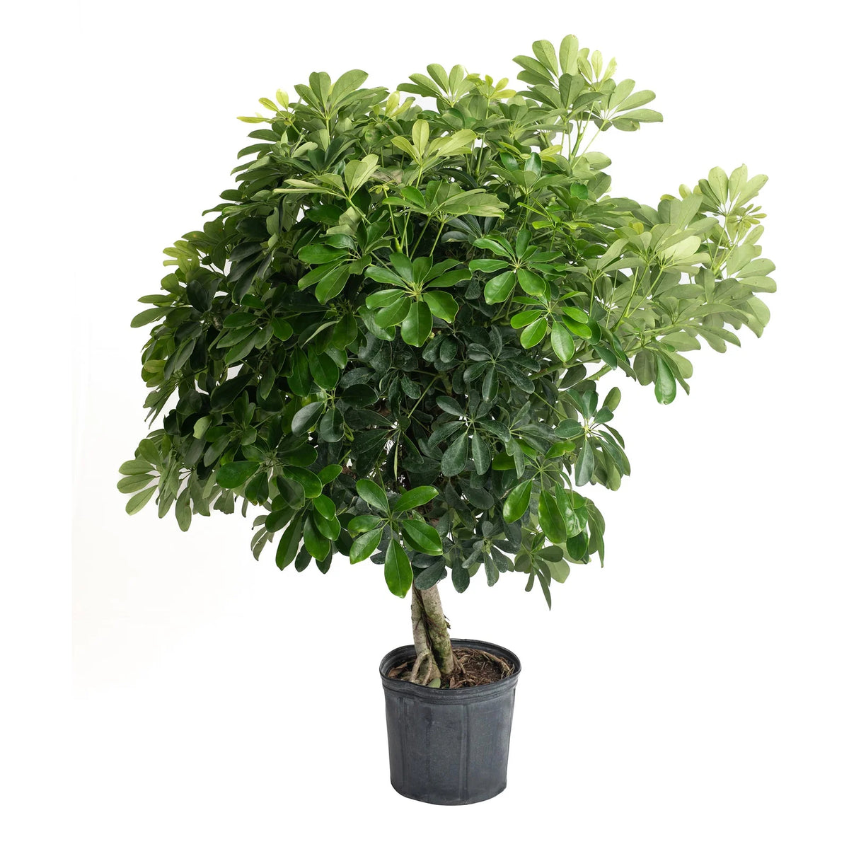The SCHEFFLERA UMBRELLA Low-Maintenance House Plant