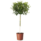 The ZESTY Improved Meyer Lemon Low-Maintenance Fruit Tree