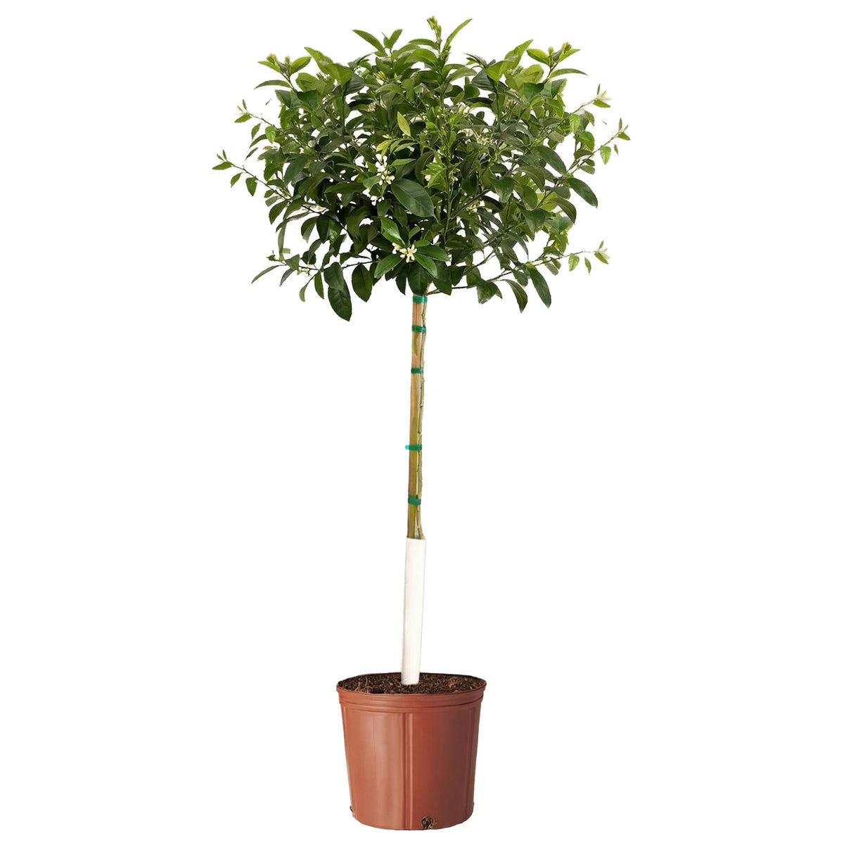 The ZESTY Improved Meyer Lemon Low-Maintenance Fruit Tree