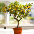 The STARTER ZEST Meyer Lemon Tree + Complete Care Set