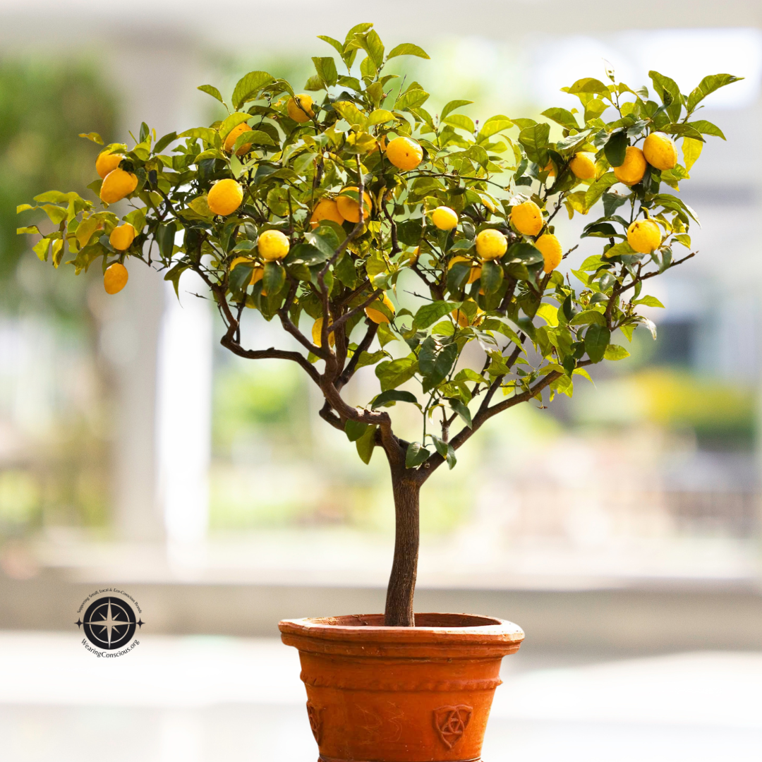Improved Meyer Lemon Tree Low-Maintenance Fruit Tree