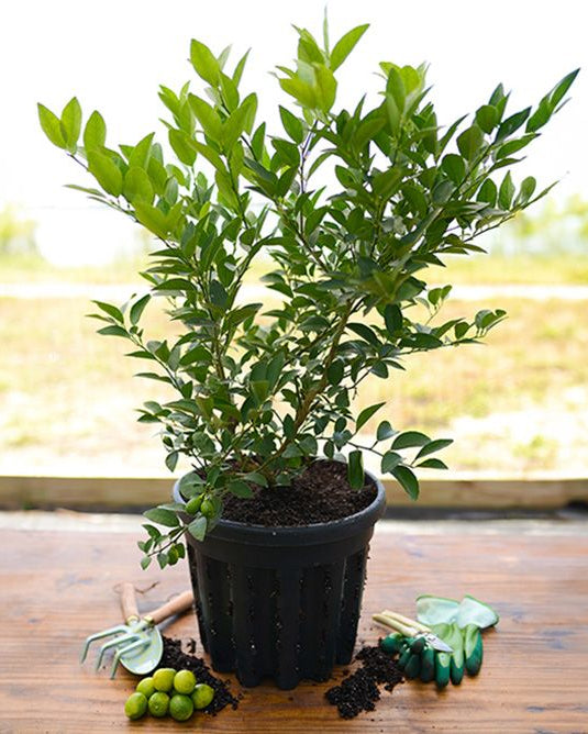 A potted green leafy plant in a black nursery pot sits on a wooden table with gardening tools and soil around it, set against a blurred outdoor background.