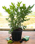 A potted green leafy plant in a black nursery pot sits on a wooden table with gardening tools and soil around it, set against a blurred outdoor background.