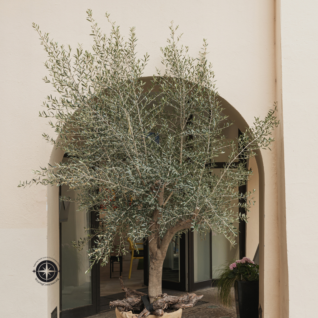 Koroneiki Olive Tree