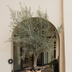 Koroneiki Olive Tree