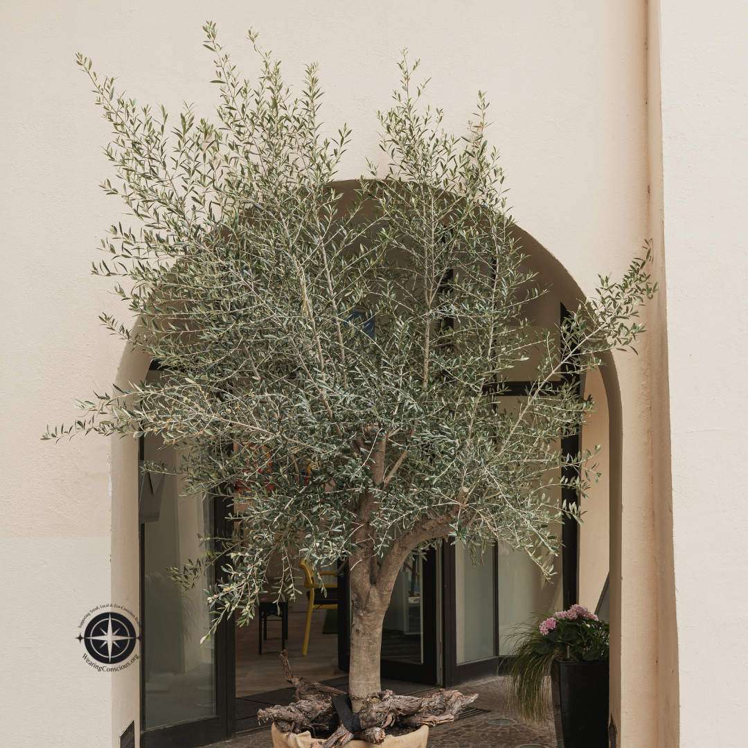 Koroneiki Olive Tree