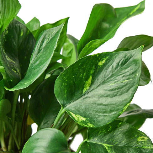 Close-up of a green leafy plant with a white background