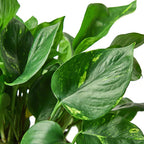 Close-up of a green leafy plant with a white background