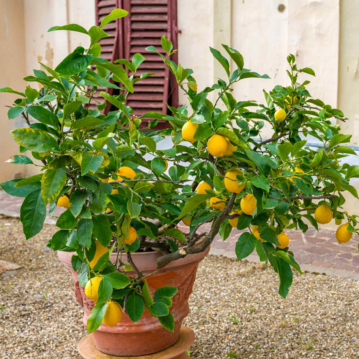 GrowScripts Lemon Tree Care Kit