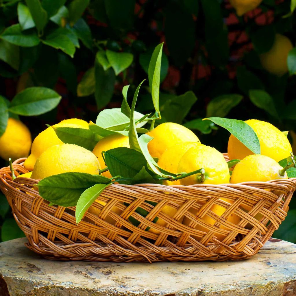 The EUREKA LEMON Versatile Year-Round Fruit Tree