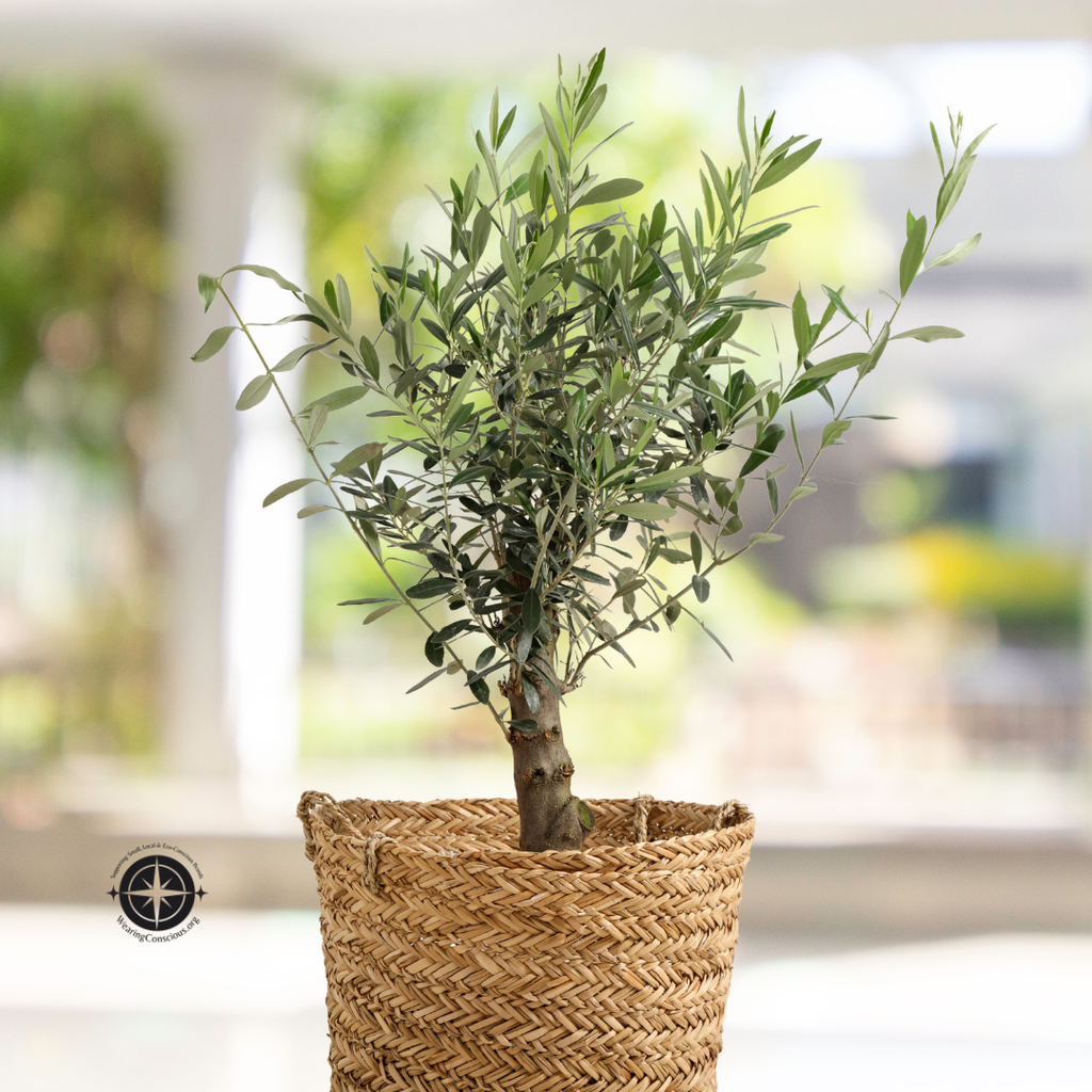 Mission Olive Tree