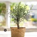 Mission Olive Tree