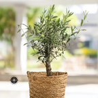 Mission Olive Tree