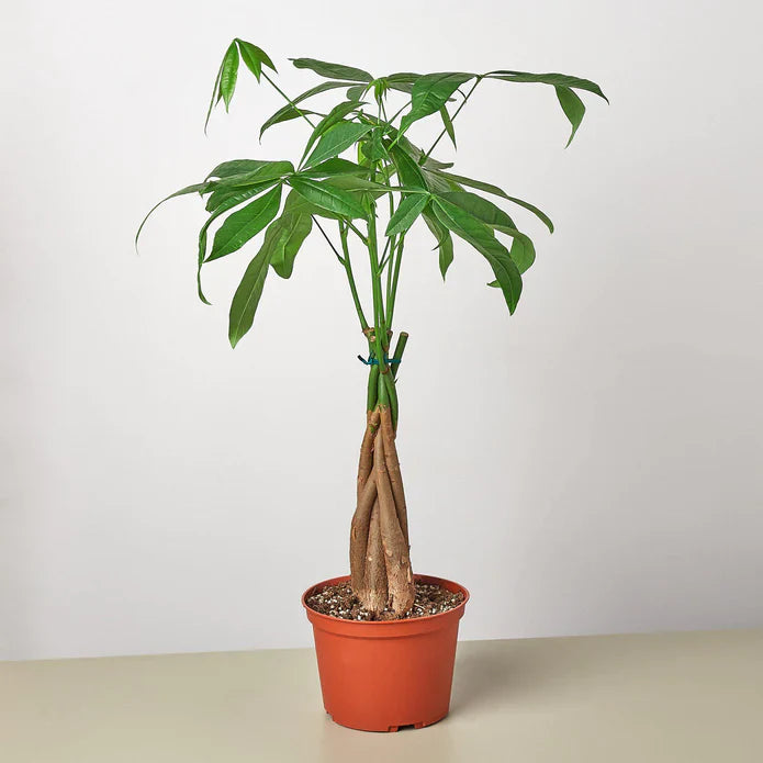 Money Tree Guiana Chestnut Pachira Braid Essential Indoor Plant