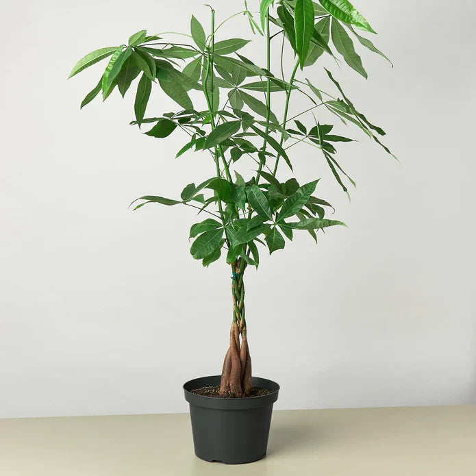 Money Tree Guiana Chestnut Pachira Braid Essential Indoor Plant