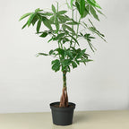 Money Tree Guiana Chestnut Pachira Braid Essential Indoor Plant