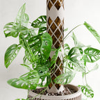 Moss Pole MODULAR-6