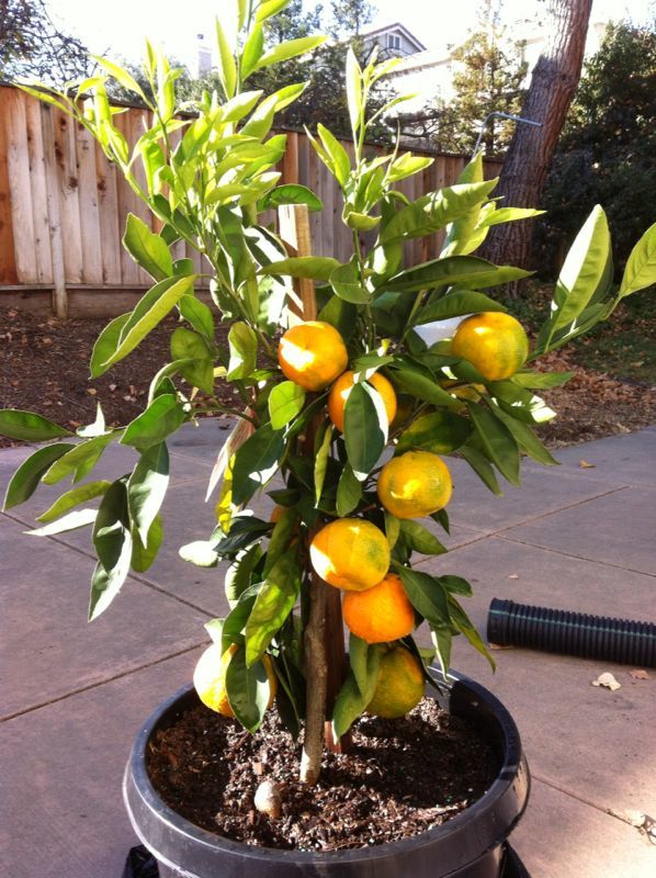 The OWARI SATSUMA Cold-Hardy Seedless Mandarin Tree
