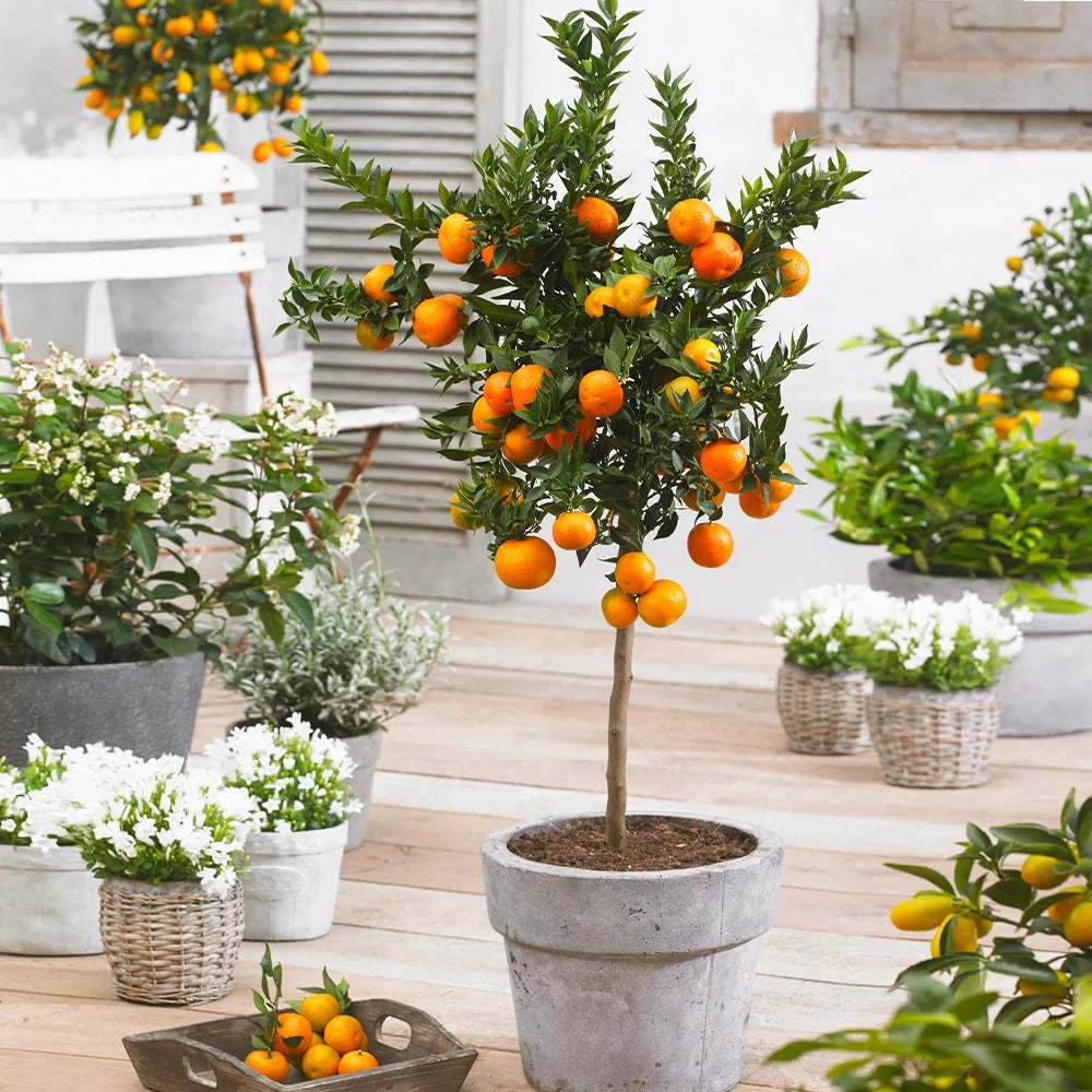 The OWARI SATSUMA Cold-Hardy Seedless Mandarin Tree