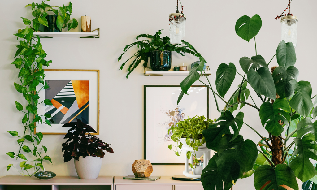 GrowScripts Complete House + Patio Plant Care Kit
