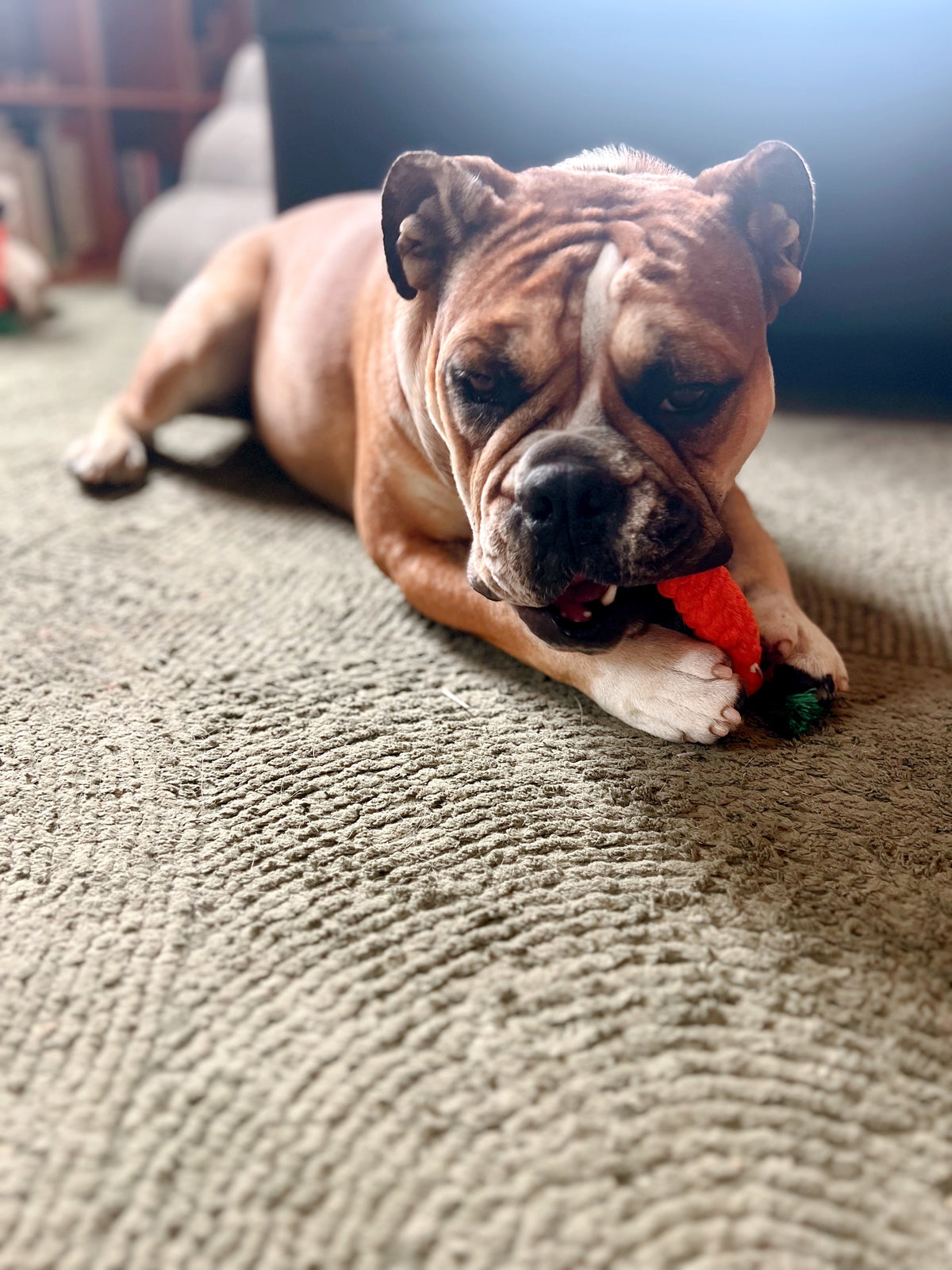 A brown and white bulldog lying on a textured beige carpet, chewing on a red and green toy.