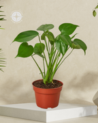 Philodendron MONSTERA Split-Leaf – Medium
