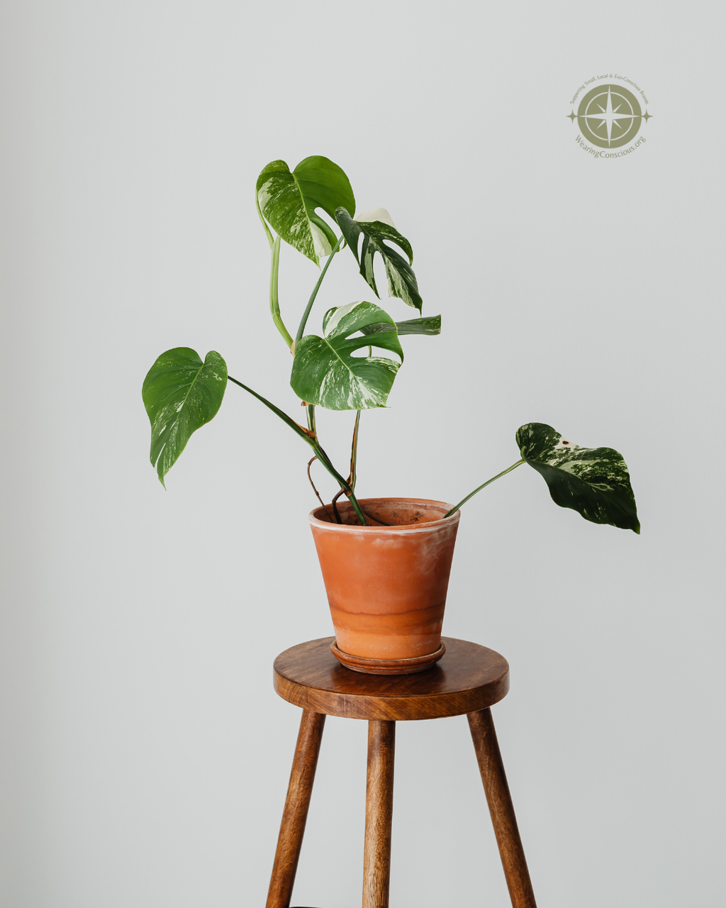 Philodendron MONSTERA Split-Leaf – Medium