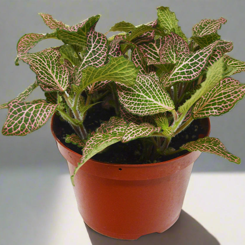 Potted plant with patterned leaves on a black background