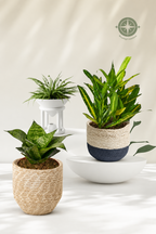 GrowScripts Complete House + Patio Plant Care Kit