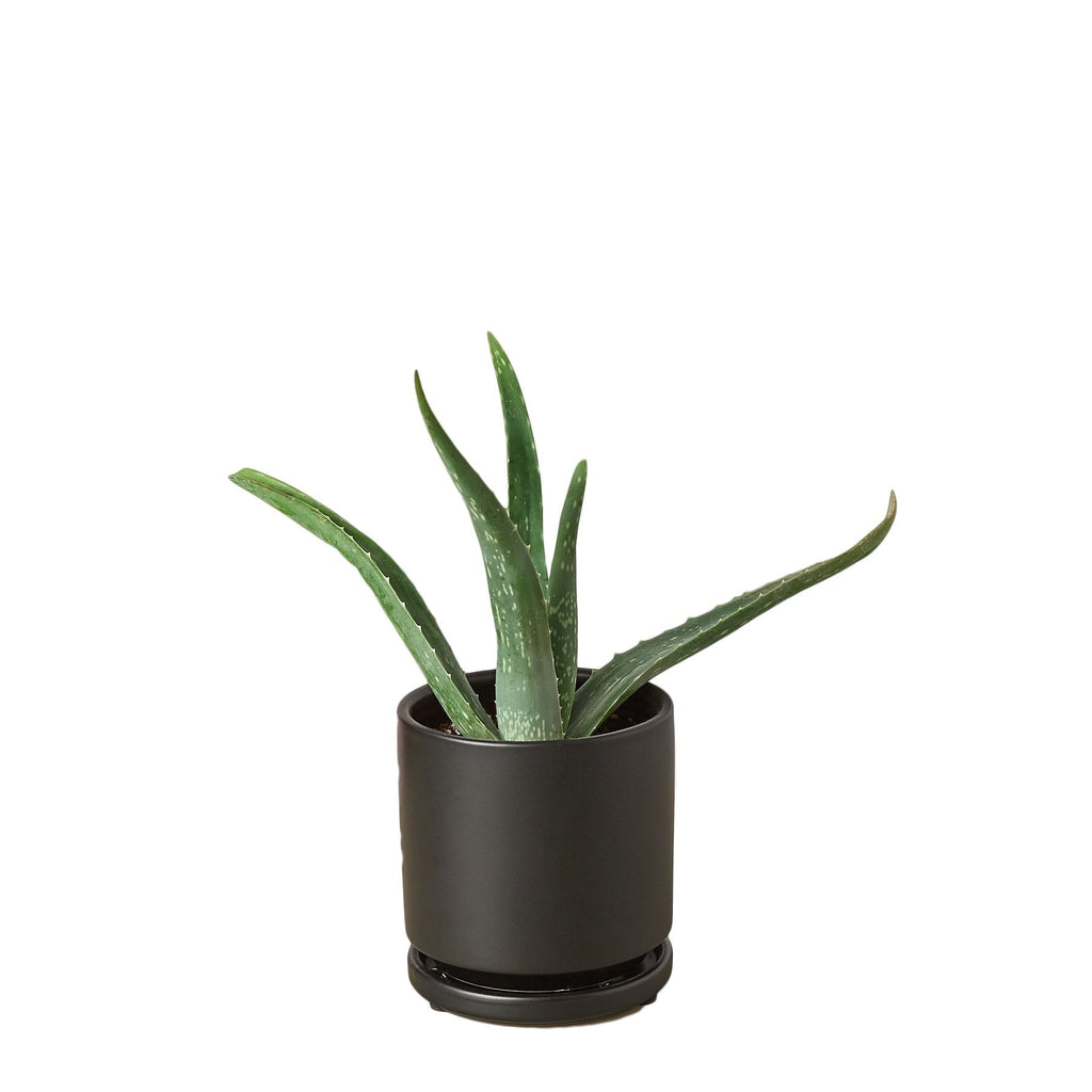 The SUCCULENT Aloe Vera House Plant
