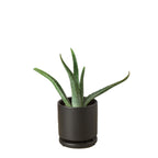 The SUCCULENT Aloe Vera House Plant