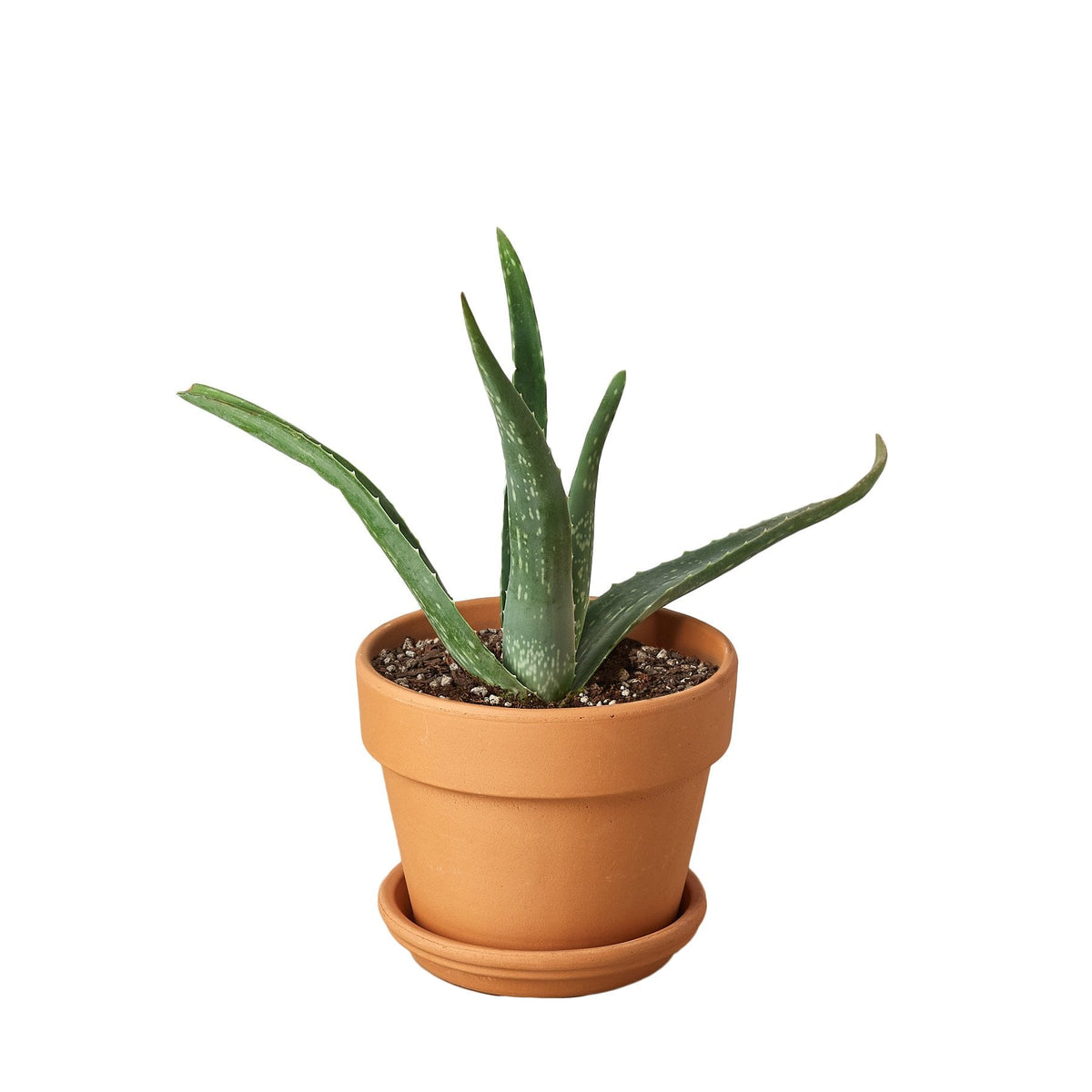 The SUCCULENT Aloe Vera House Plant